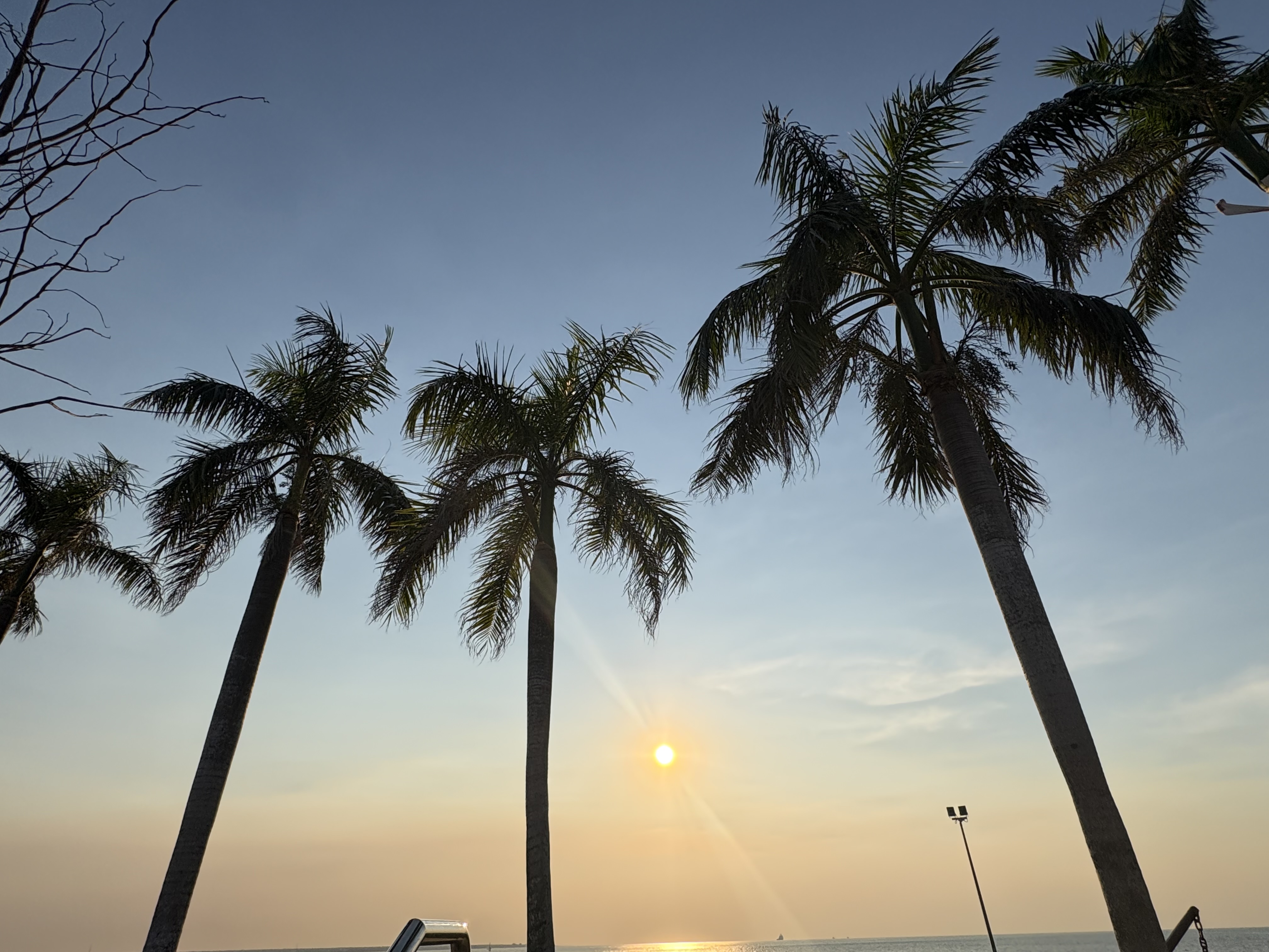 Darwin palm trees at sunset